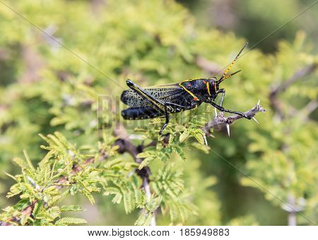 Painted grasshopper or horse lubber grasshoppers, are found in the grasslands of central Mexico. Grasshoppers of Mexico.