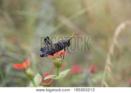 Painted grasshopper or horse lubber grasshoppers, are found in the grasslands of central Mexico. Grasshoppers of Mexico.