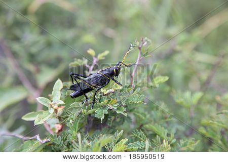 Painted grasshopper or horse lubber grasshoppers, are found in the grasslands of central Mexico. Grasshoppers of Mexico.