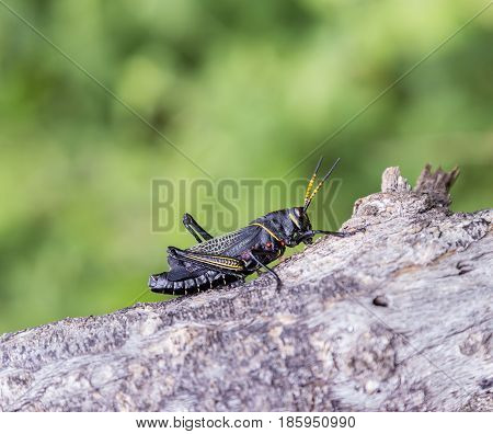 Painted grasshopper or horse lubber grasshoppers, are found in the grasslands of central Mexico. Grasshoppers of Mexico.