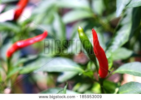 Red and green Bird's eye chili grow in the garden