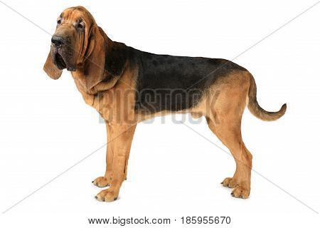 Studio shot of eighteen months old purebred Bloodhound dog over white background