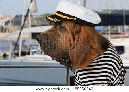 Portrait of purebred Bloodhound dog dressed in a marine uniform on the background of sea yachts