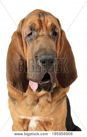 Portrait of purebred Bloodhound dog on a white background