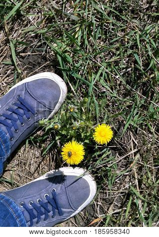 Sneakers on a grass nearby a dandelion on the bright summer sun