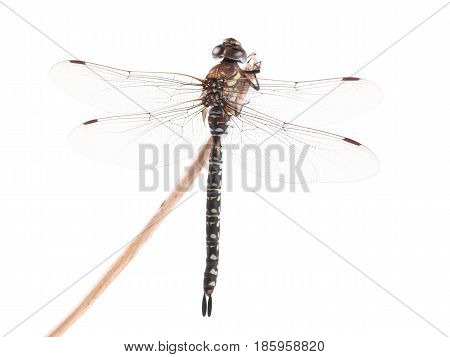 Dragonfly Migrant Hawker (Aeshna mixta) on a white background