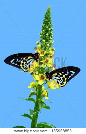 Cairns Birdwing Latin name Ornithoptera euphorion on Agrimony flowers