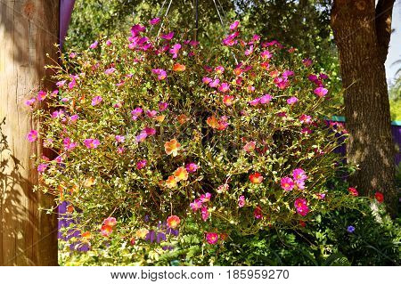 Shrubby Purslane Latin name Portulaca suffrutescens flowers in a hanging basket