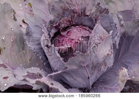 Closeup of wet homegrown Red drumhead cabbage, organic vegetable in garden