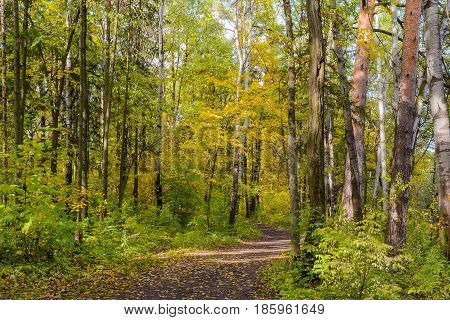 Autumn Early autumn Forest Forest Path Grove Leaves Leaves of the trees Path In The Woods Rays of sunlight Sunlight Sunlight in the branches Trees