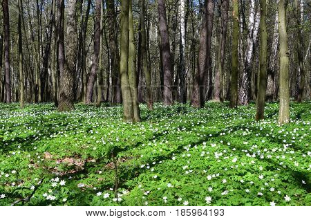 Beautiful spring flowers in the fgreen forest