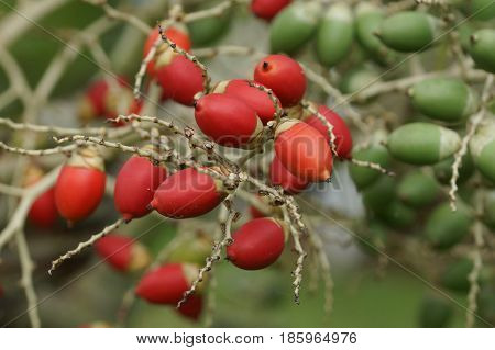 Fruit of Christmas Palm, Sao Tome and Principe, Africa