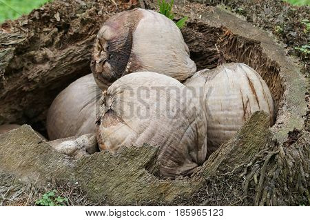 Coconuts on Praia Inhame, Sao Tome and Principe, Africa
