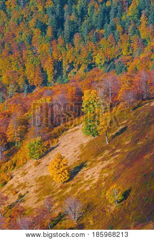 Bright Colorful Autumn Forest