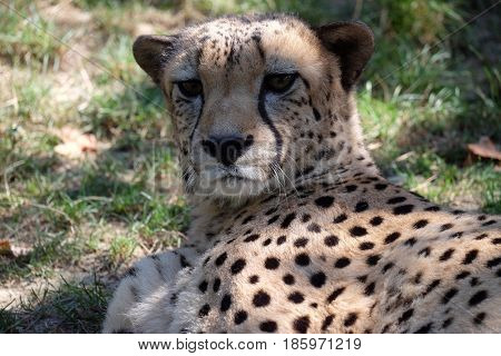 Cheetah; Acinonyx jubatus