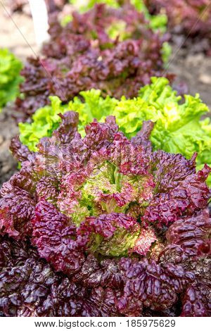 Fresh Lollo Rosso Lettuce In The Garden