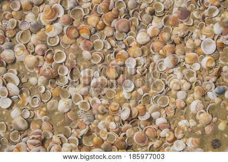 Sea shells under water in shallow water