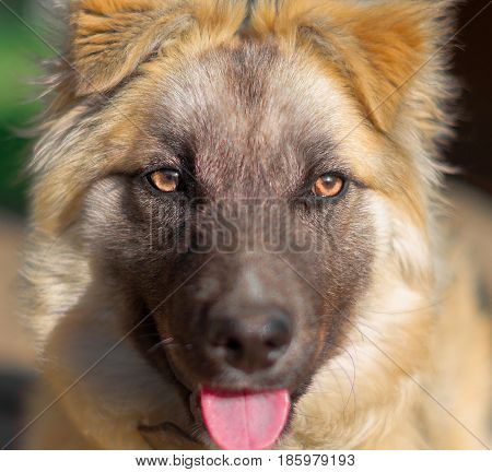 the face of a cute white dog puppy