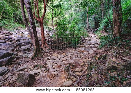 Walking trail in Thai dark tropical forest Mu Koh Chang National Park, Chang island, Thailand. Path to the Khlong Phlu waterfall. Natural background. Soft Focus.