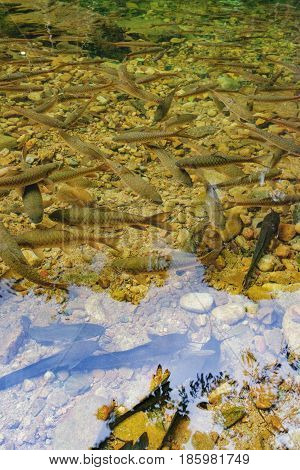Shoal of tropical catfishes near the water surface natural pond of Mu Koh Chang National Park, Chang island, Thailand. Path to the Khlong Phlu waterfall. Natural background. Soft Focus.