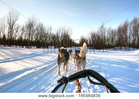 Ride a Siberian husky in Husky park , Murmansk Russia