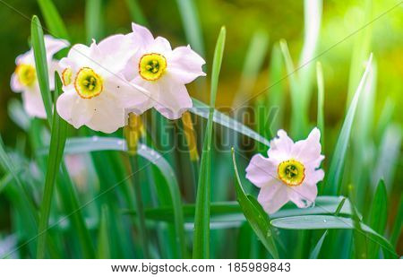 blossom narcissus in the garden in springtime