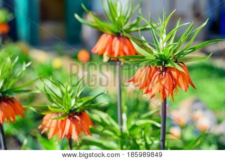 Flower of beautiful orange crown imperial or Fritillaria imperialis