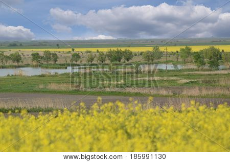 Canola fields and fishpond during springtime in central Europe