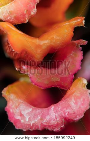 Macro Of Fresh Cut Stems Of Rainbow Chard