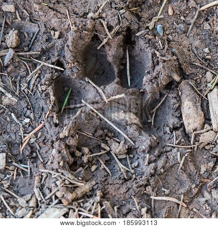 Mountain Lion Image & Photo (Free Trial) | Bigstock