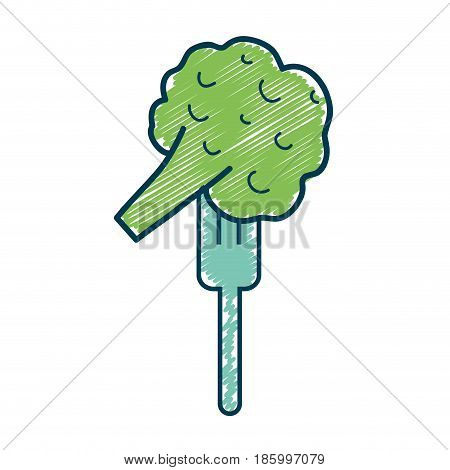 fresh broccoli to prepair natural salad, vector illustration