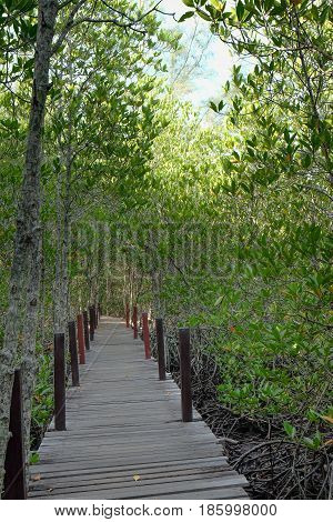 Wooden bridge Golden Mangrove FieldPra Sae Rayong Thailand.