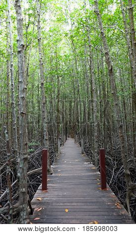 Wooden bridge Golden Mangrove FieldPra Sae Rayong Thailand.