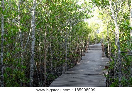 Wooden bridge Golden Mangrove FieldPra Sae Rayong Thailand.