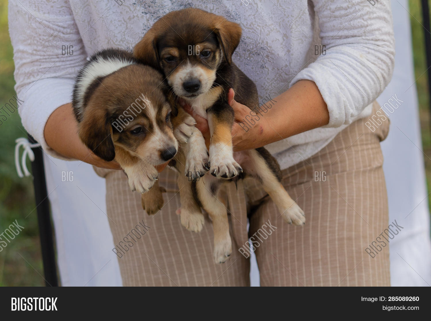 cute mongrels
