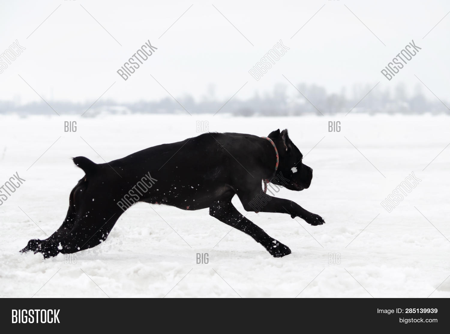 Cane Corso Running Image Photo Free Trial Bigstock