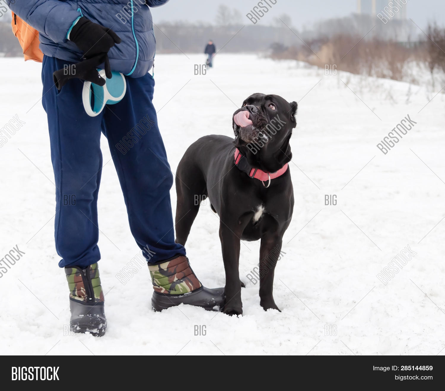 Cane Corso Young Dog Image Photo Free Trial Bigstock