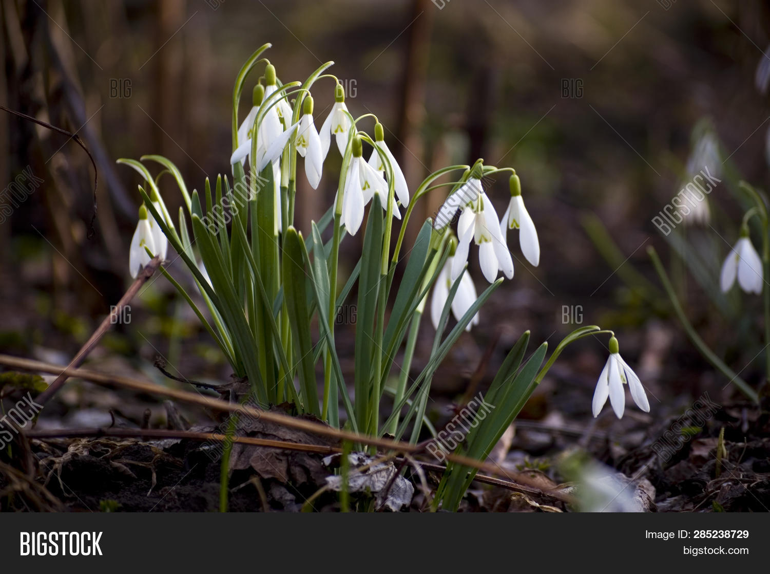 Firstborns Spring Image & Photo (Free Trial) | Bigstock