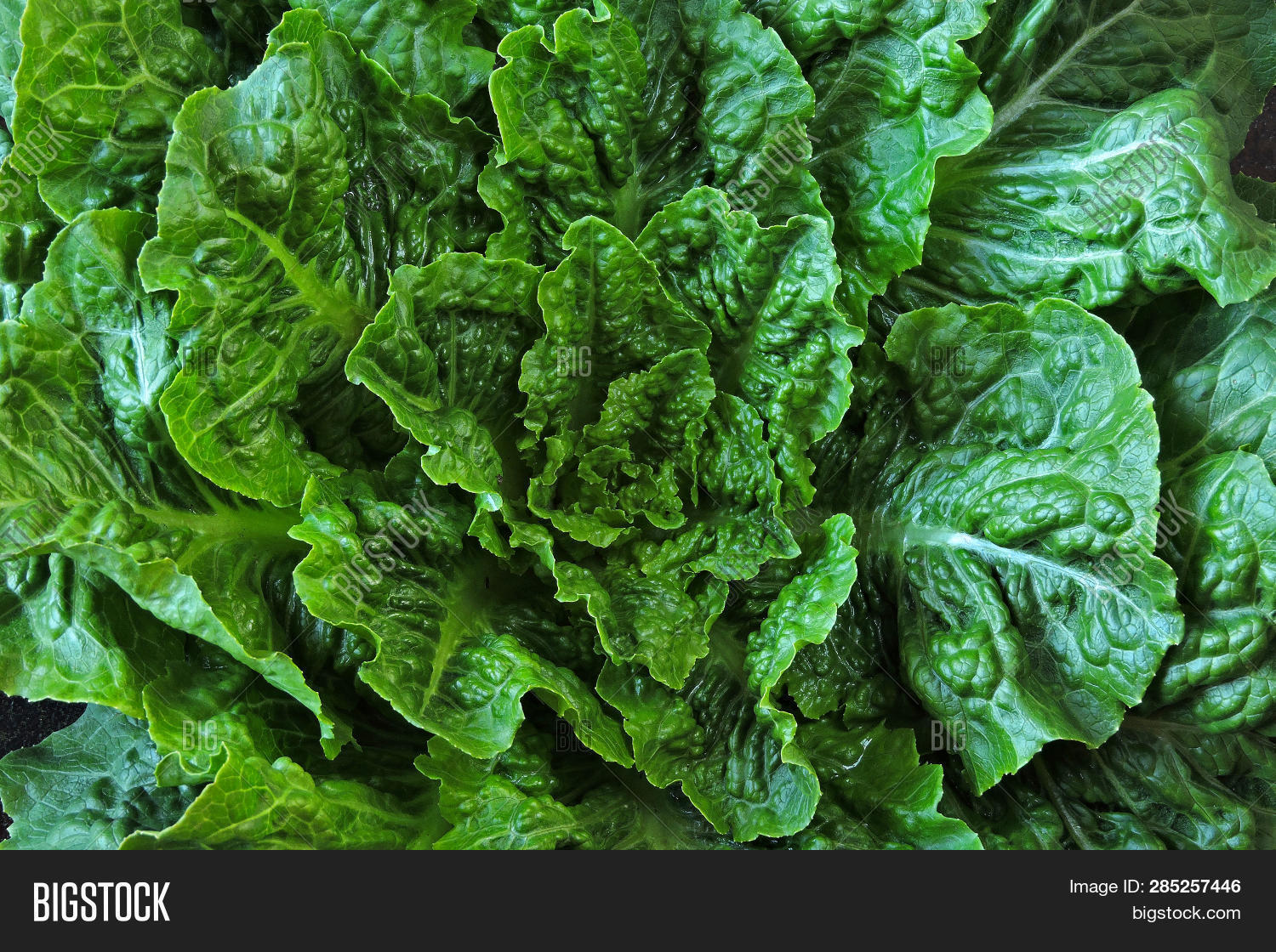 Fresh Green Romaine Image & Photo (Free Trial) Bigstock