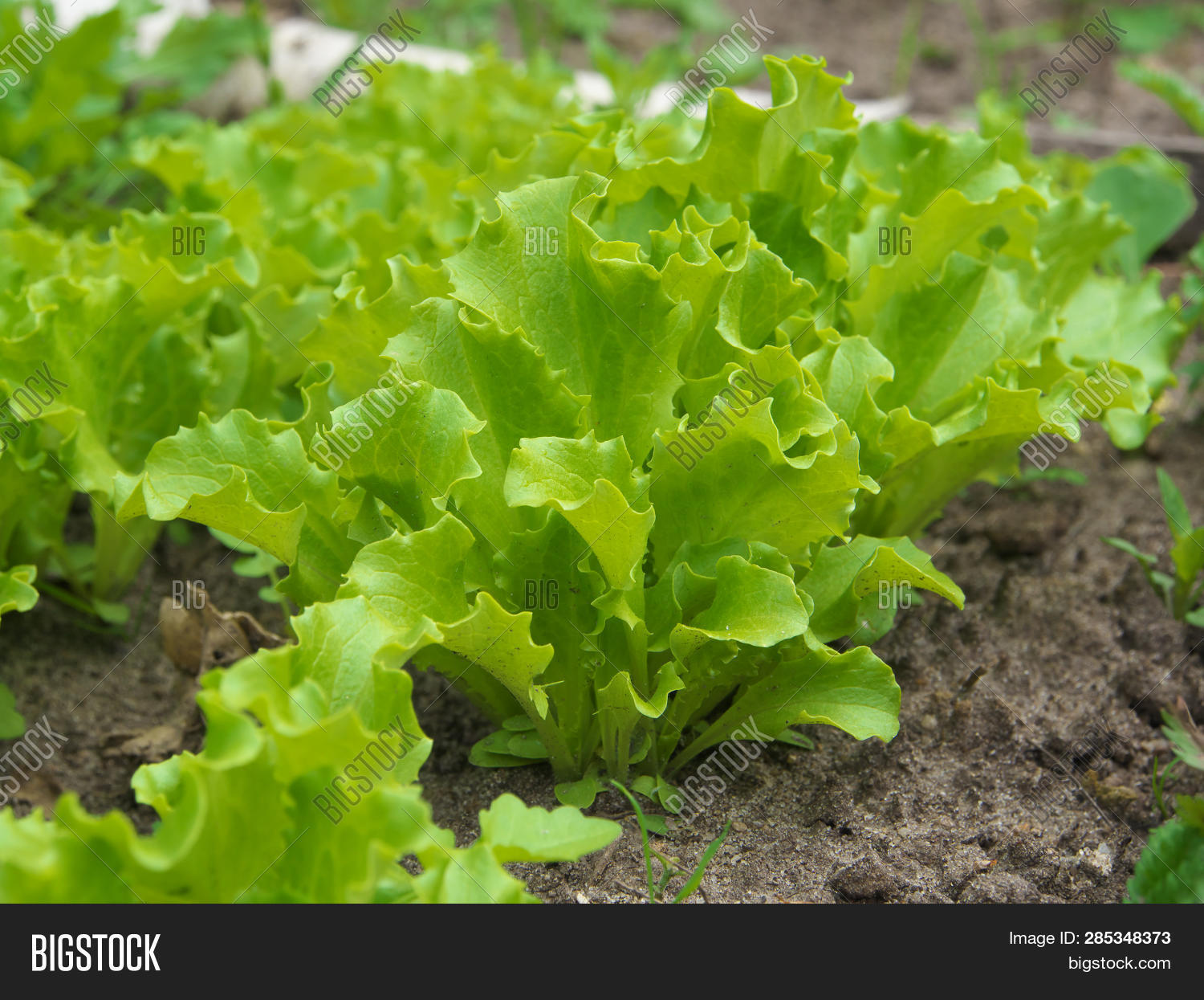Lettuce Grows Open Image & Photo (Free Trial) Bigstock