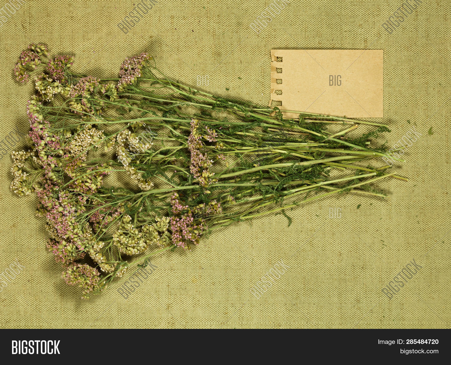 Yarrow. Dry Herbs Use Image & Photo (Free Trial) Bigstock