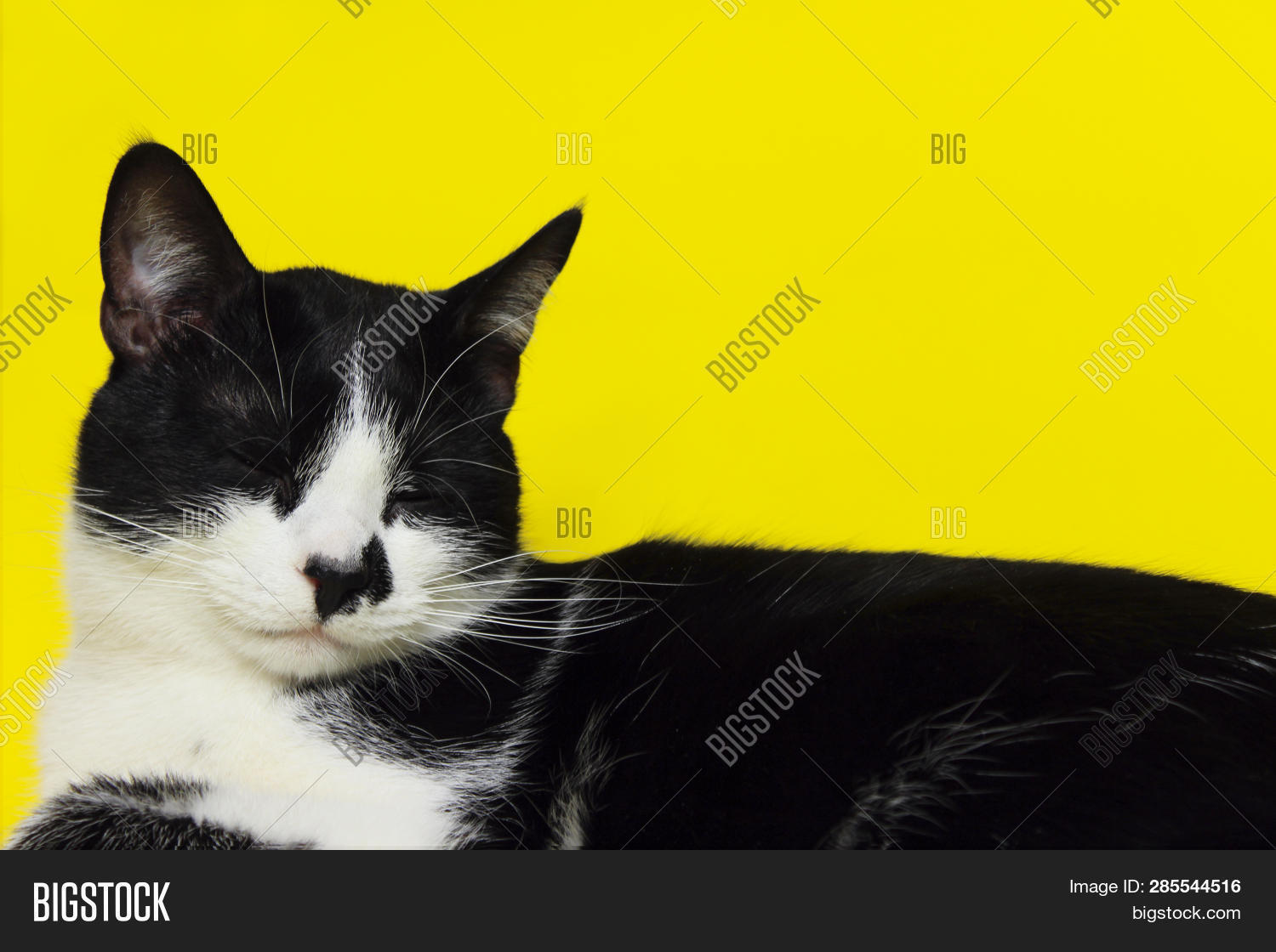 Black Cat On Yellow Image & Photo (Free Trial) Bigstock