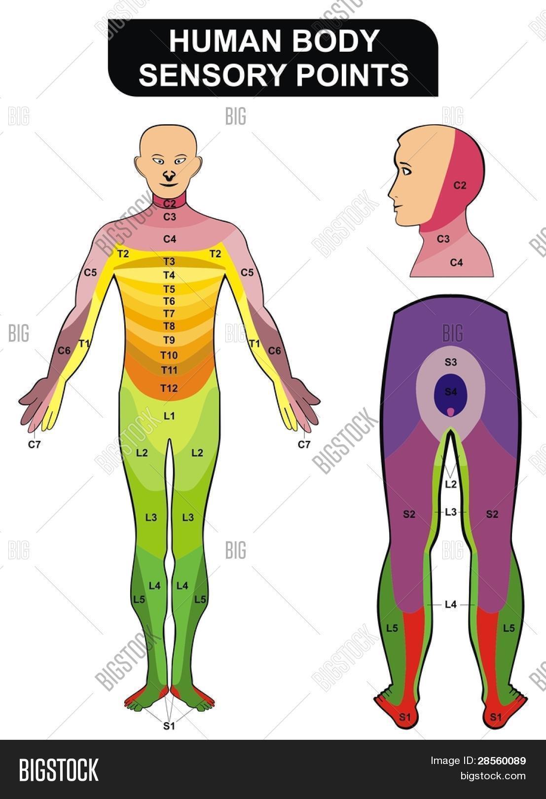 Vector y foto VECTOR Puntos (prueba gratis) Bigstock