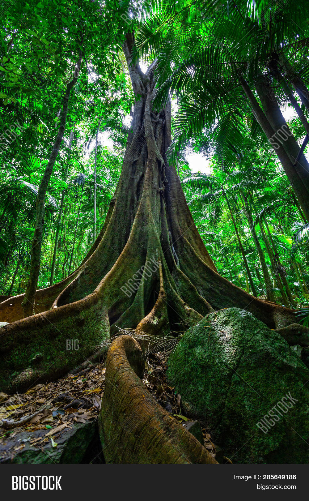 Beautiful Big Fig Tree Image & Photo (Free Trial) Bigstock