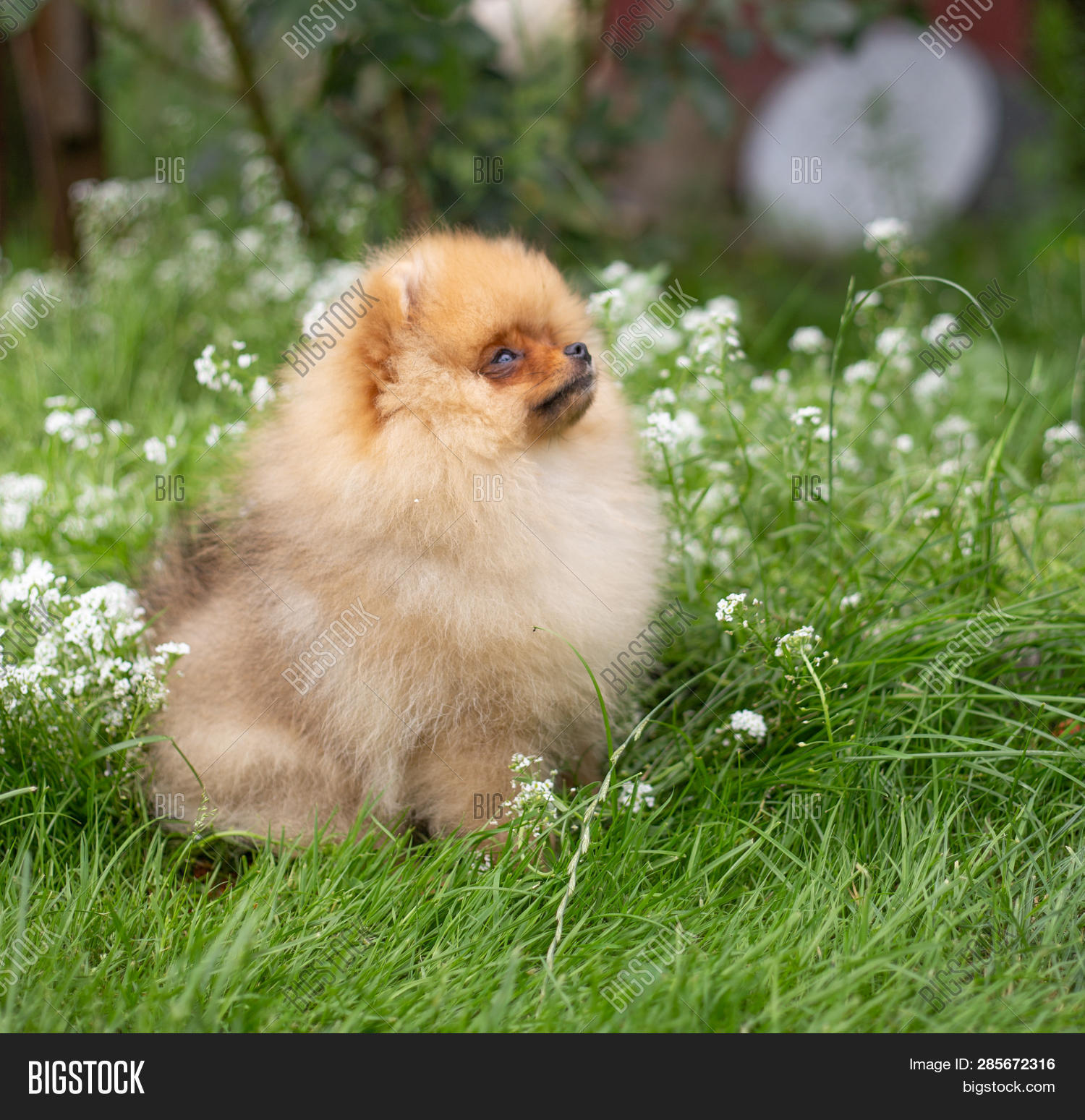 Beautiful Orange Dog Image & Photo (Free Trial) Bigstock