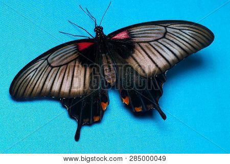 Color Butterfly, On Blue Background, Top View. Papilio Helenus