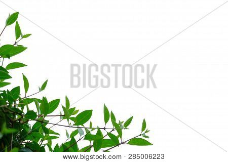 Tropical Tree Leaves With Branches On White Isolated Background For Green Foliage Backdrop