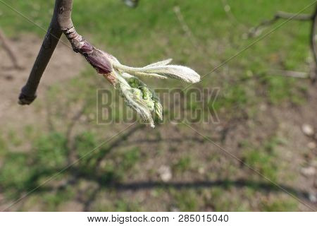 Fresh Leaves And Bud Of Rowan In Spring
