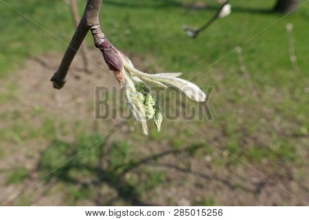 Half Opened Bud Of Rowan In Spring