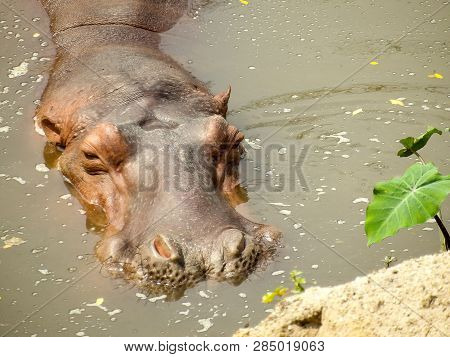 A Hippotamus Is Swimming In The River